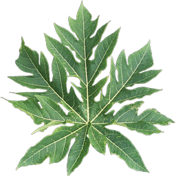 Leaf image with alpha