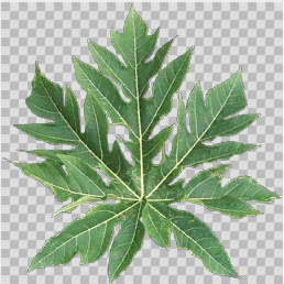 Leaf texture in ETC