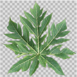 Leaf texture in PVRTC